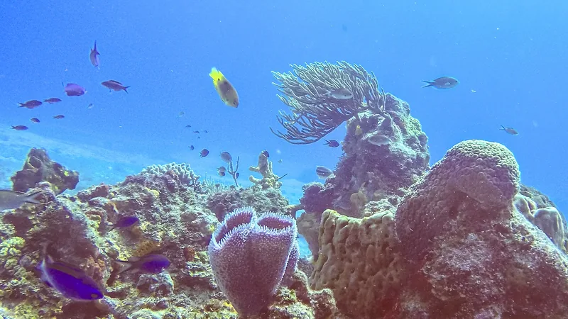 Colorful coral reef and tropical fish in Cozumel National Park