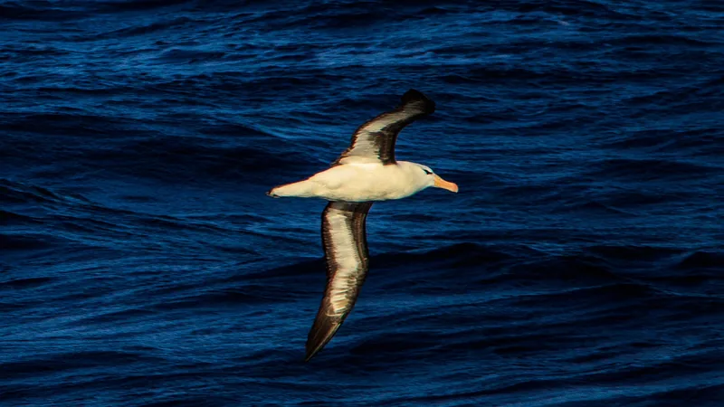 Black-browed albatross gliding over the dark blue water of the Drake Passage