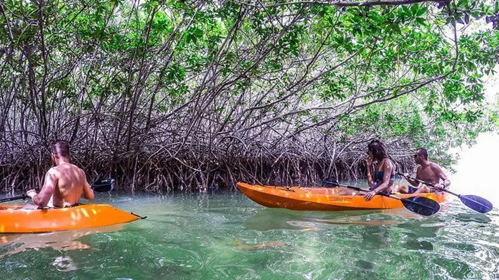Clearbottom Mangrove Kayak and Snorkel Tour excursion