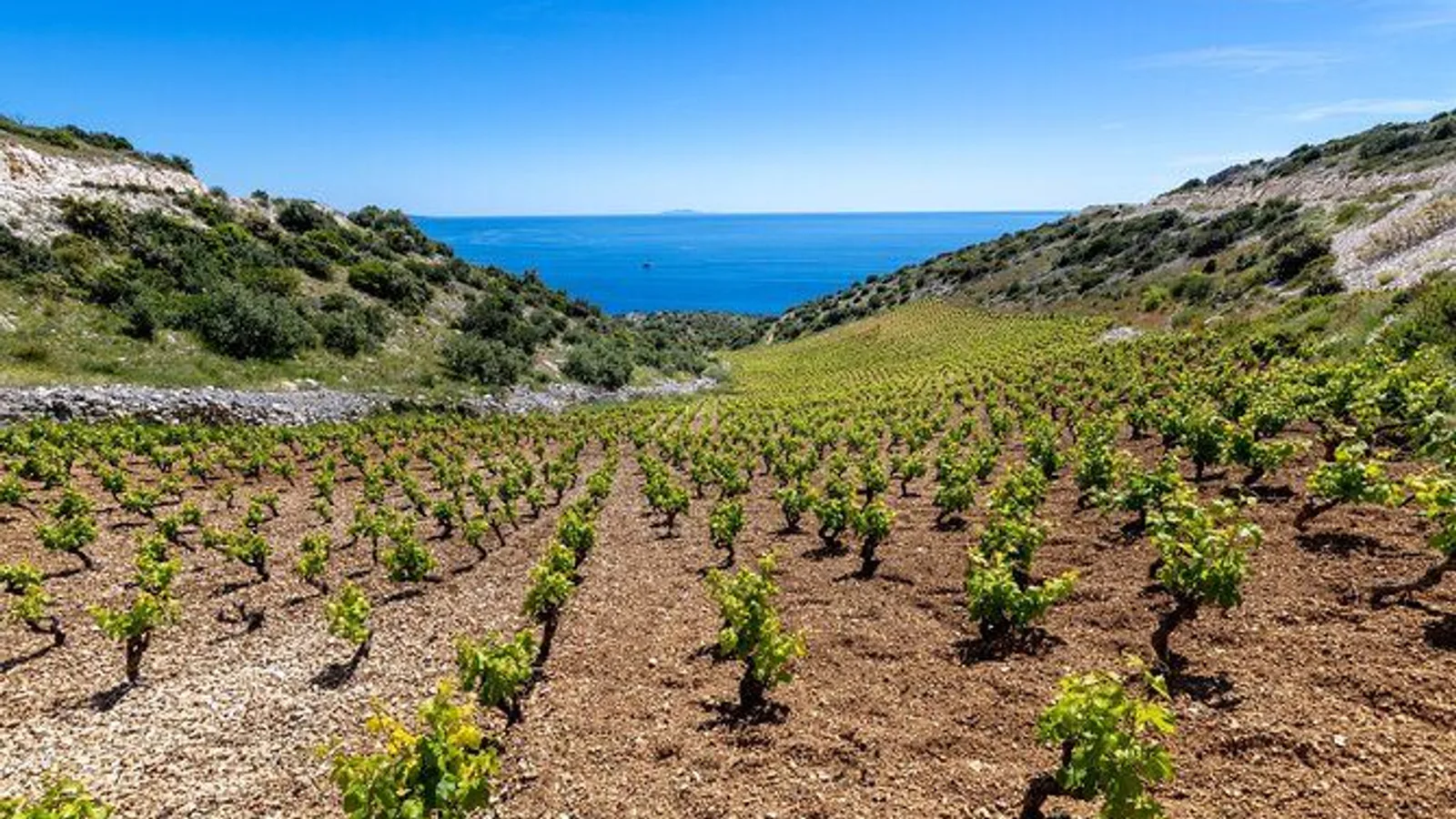 Hvar Island Wine and Olive Oil Tasting Tour excursion