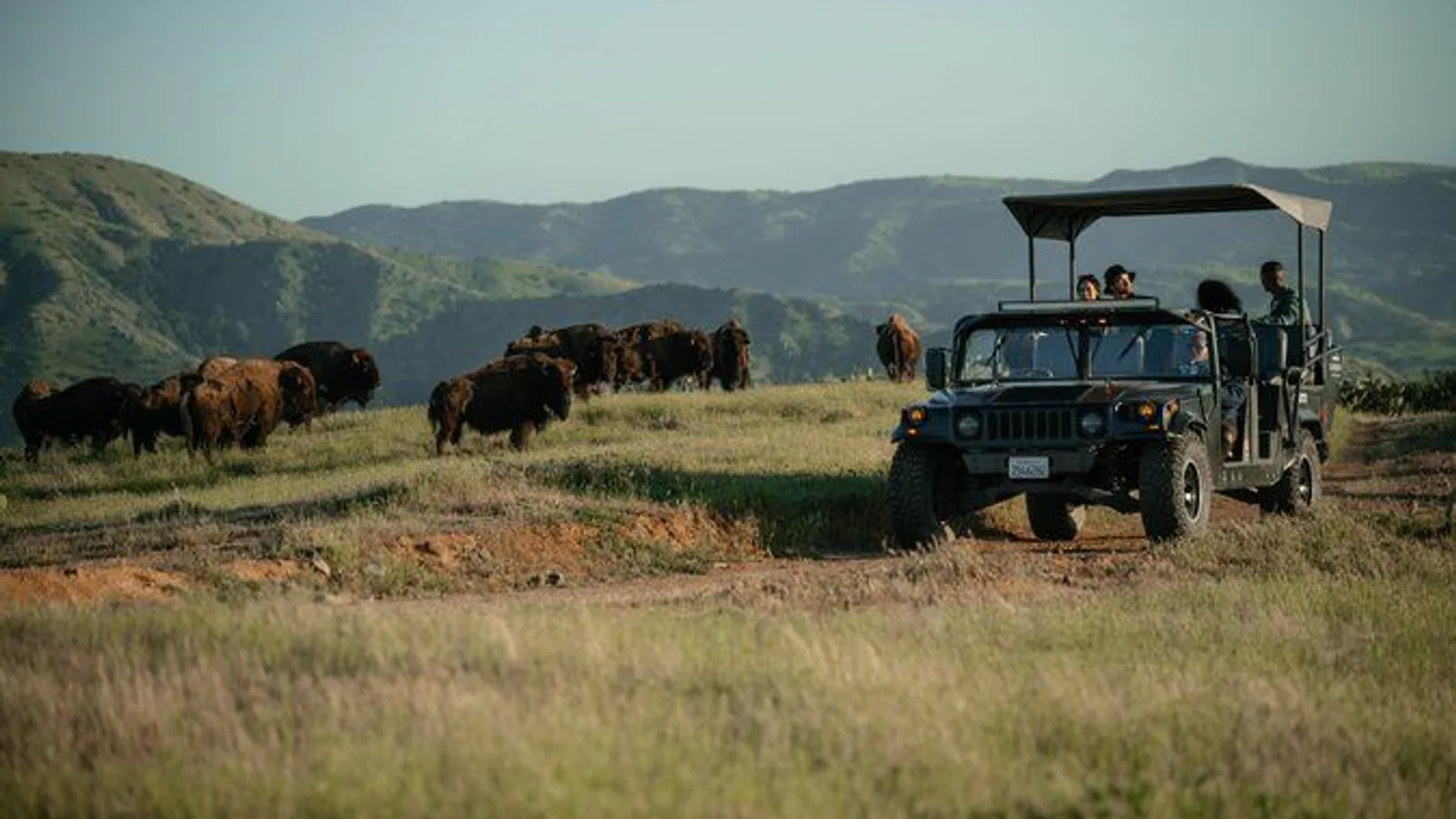 Catalina Island Bison Expedition excursion