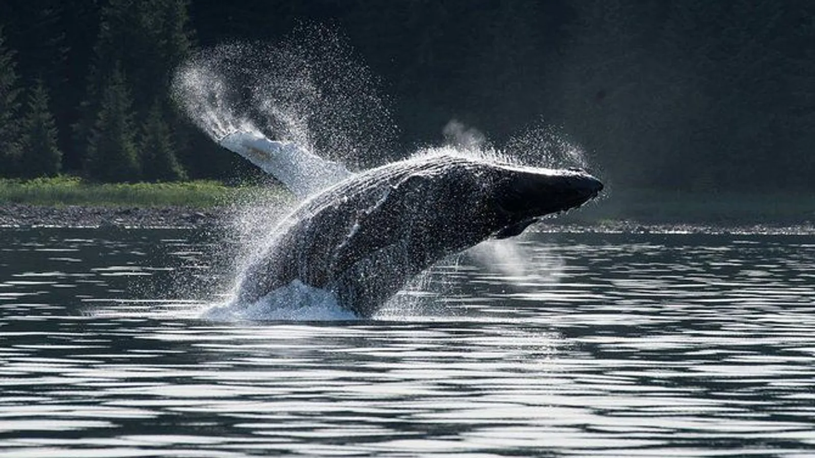 Hoonah Whale-Watching Cruise near Icy Strait Point excursion