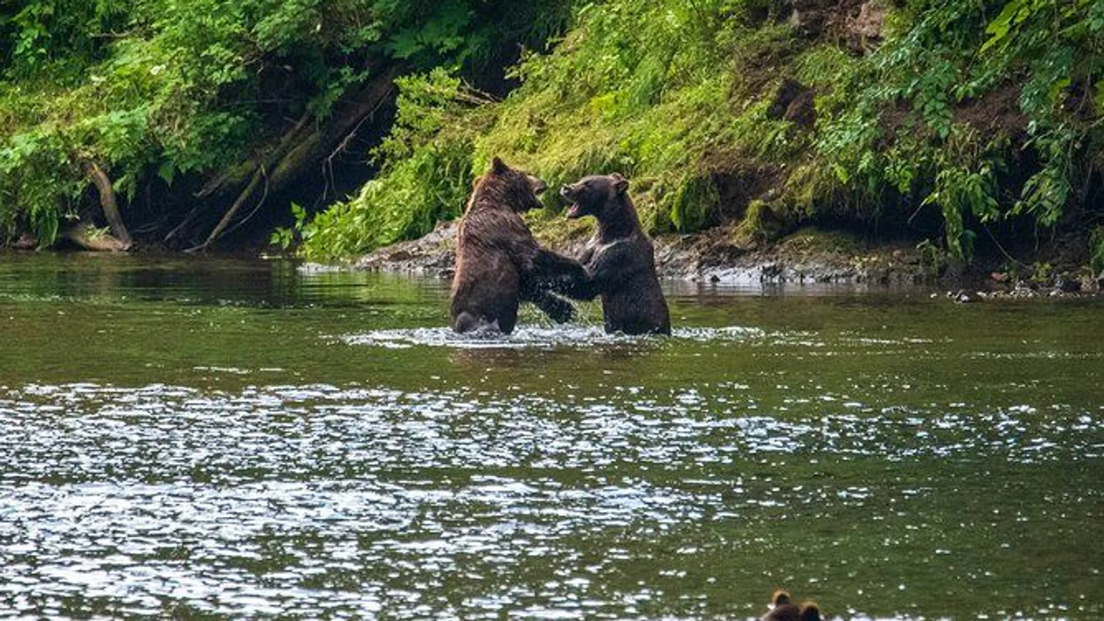 Chichagof Island Tour: Brown Bear Search excursion