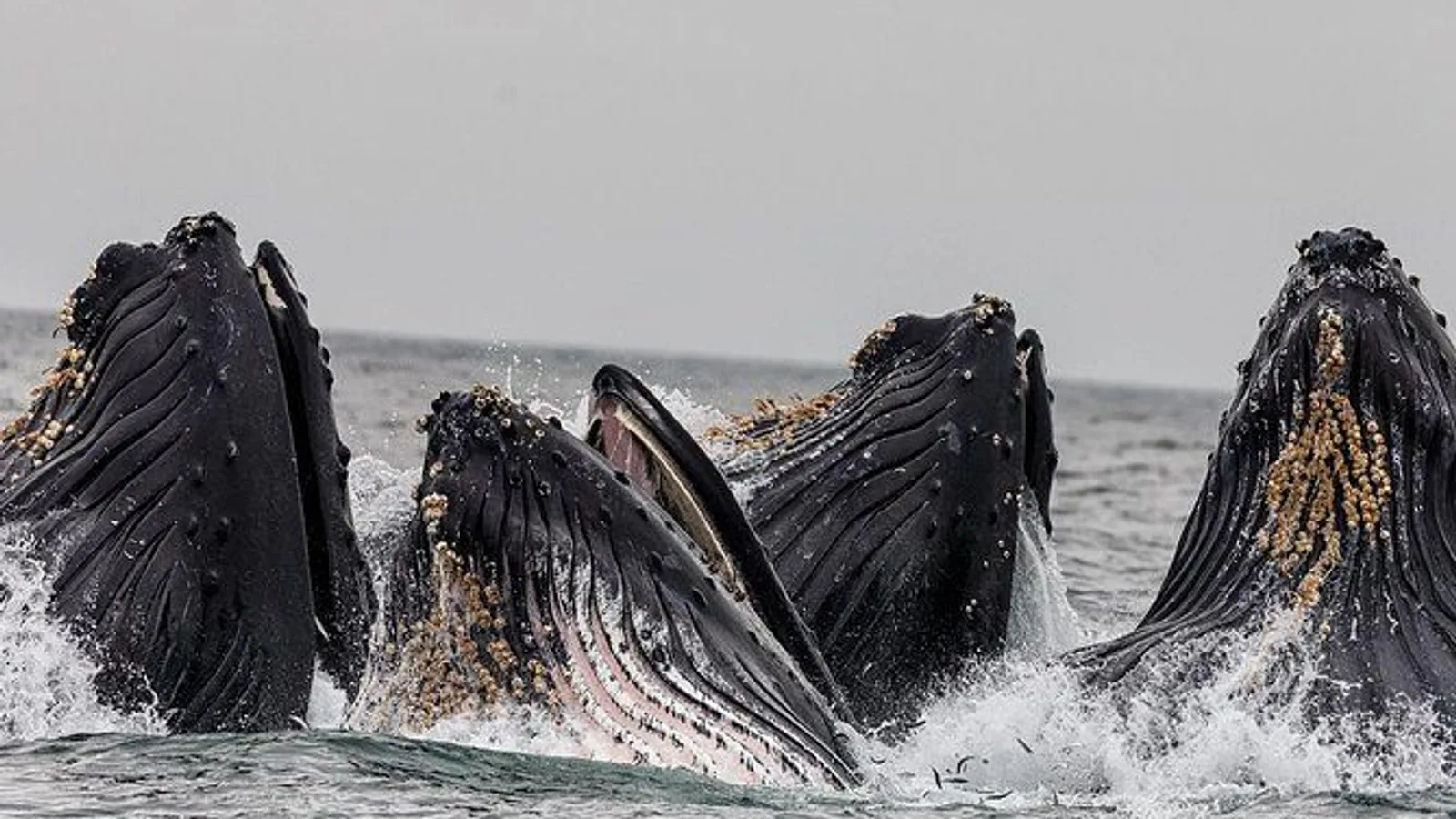 Ketchikans Best Wildlife, Sightseeing and Whale Watching Quest excursion