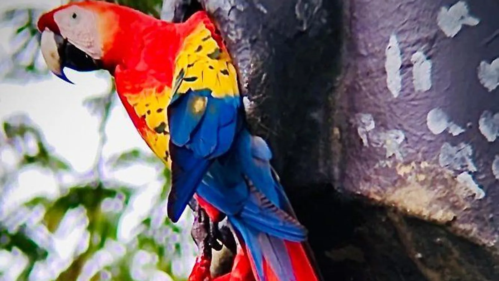Puntarenas Sightseeing Tour excursion
