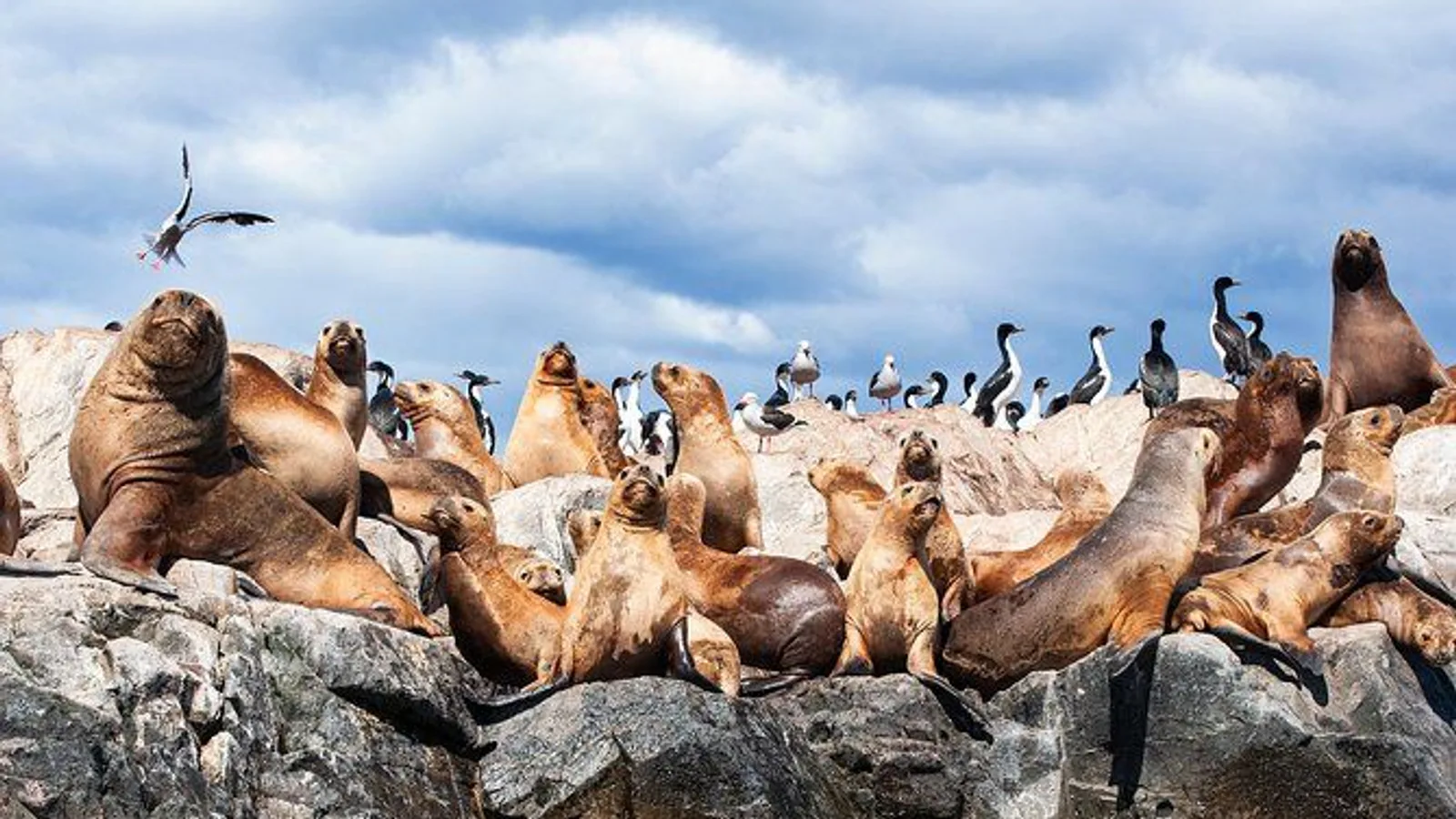 Beagle Channel Navigation with Minitrekking excursion