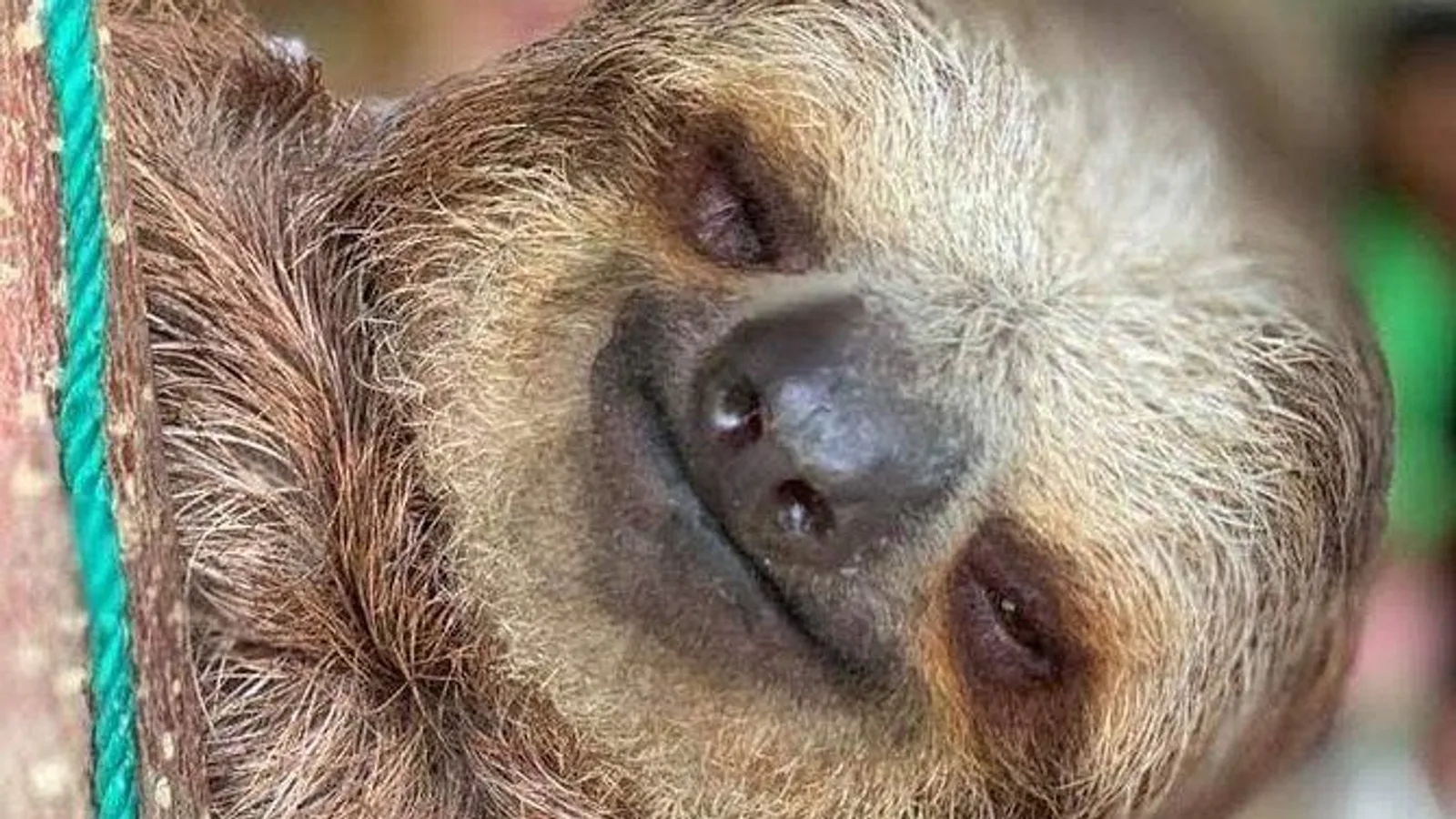 Roatan Wildlife Monkeys, Sloths, Chocolate and Rum Tasting Island Tour excursion