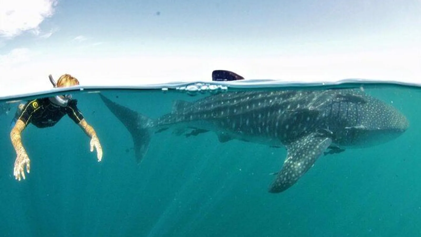Small-Group Whale Shark Snorkeling in La Paz excursion