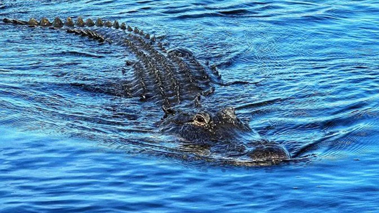 Everglades Small-Group Tour from Miami with Transportation excursion