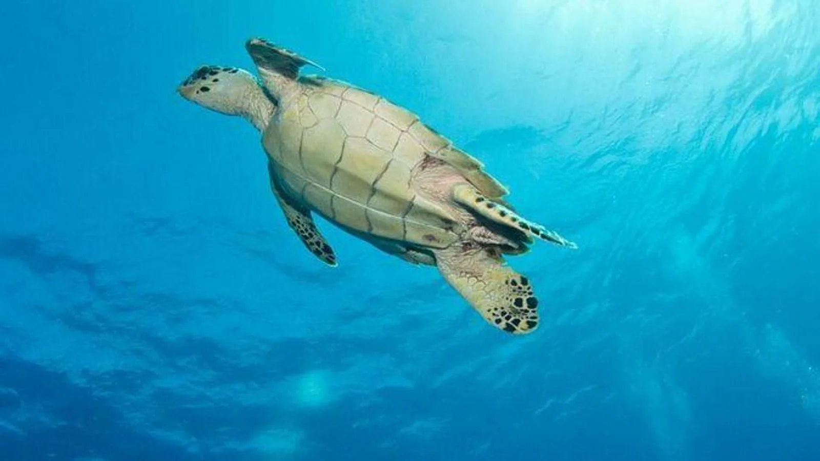 Exclusive Supreme Snorkeling Tour excursion
