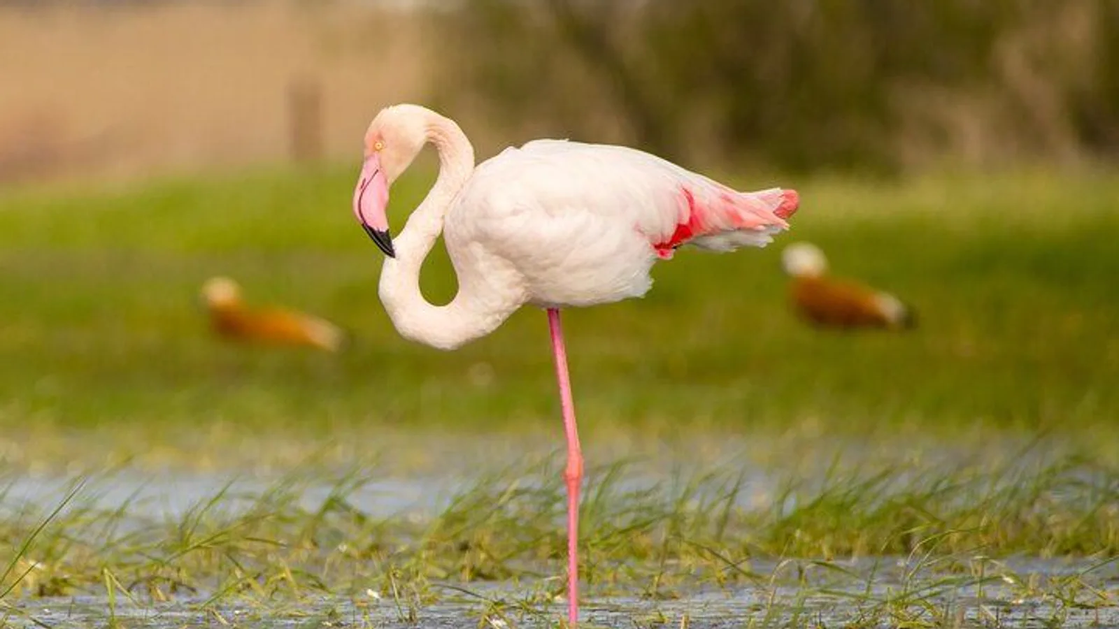 Kos Wildlife Walks: birdwatching and animal photography excursion