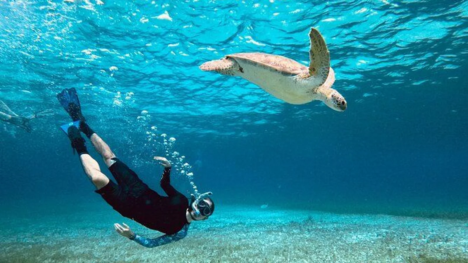 The Cozumel Turtle Sanctuary Snorkel Tour excursion