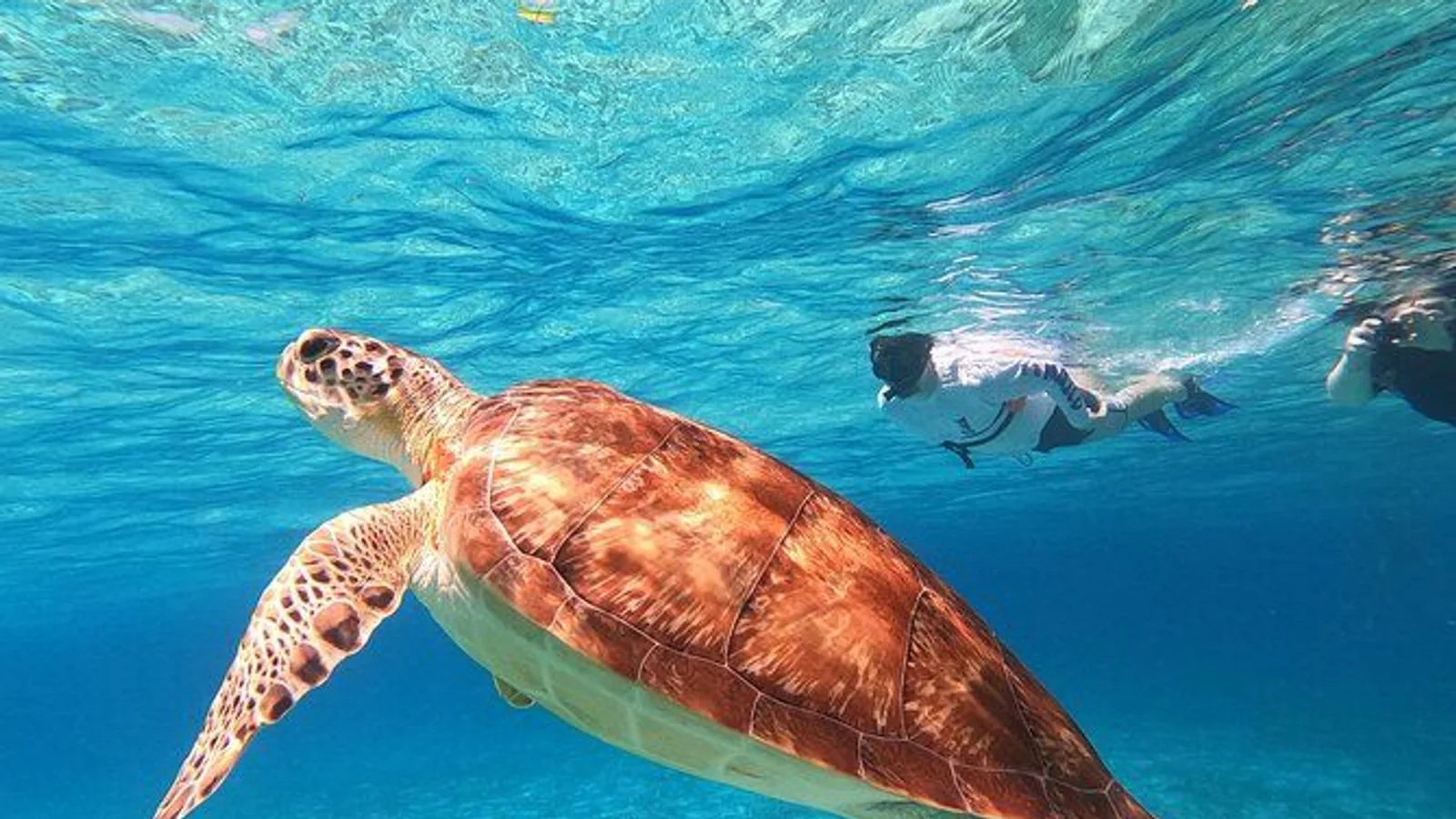 4 Hour Cozumel Turtle Sanctuary Experience on a Luxury Catamarán excursion