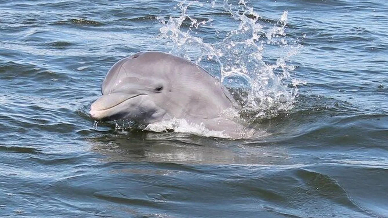 Cocoa Beach Dolphin and Wildlife Tour excursion