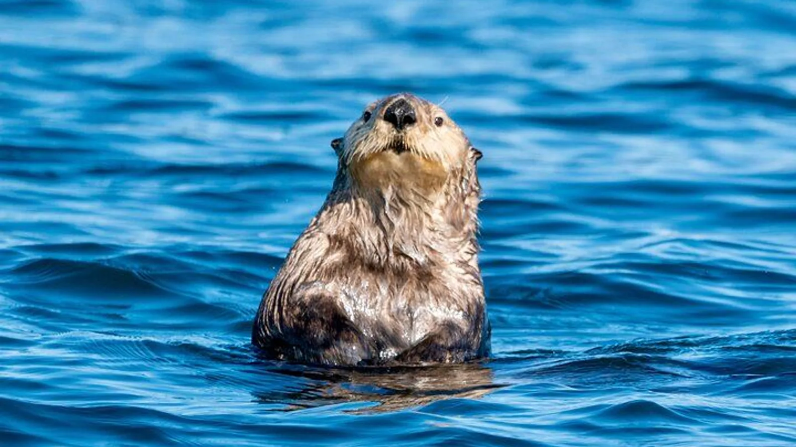 Private Charter Scenic Wildlife Excursion for Cruise Passengers excursion