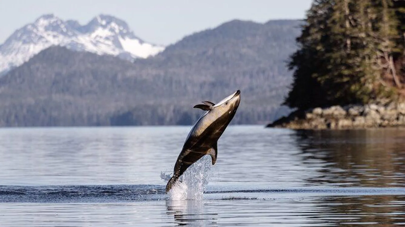 Sitka's Best Local Whale Watching & Marine Wildlife Tour excursion