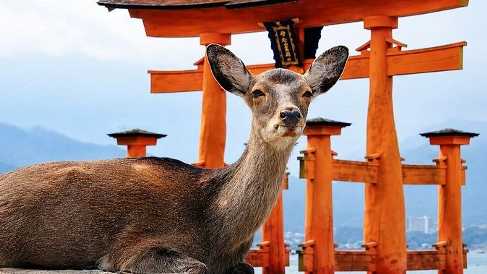 Hiroshima & Miyajima: Private Highlights and Hidden Gems excursion