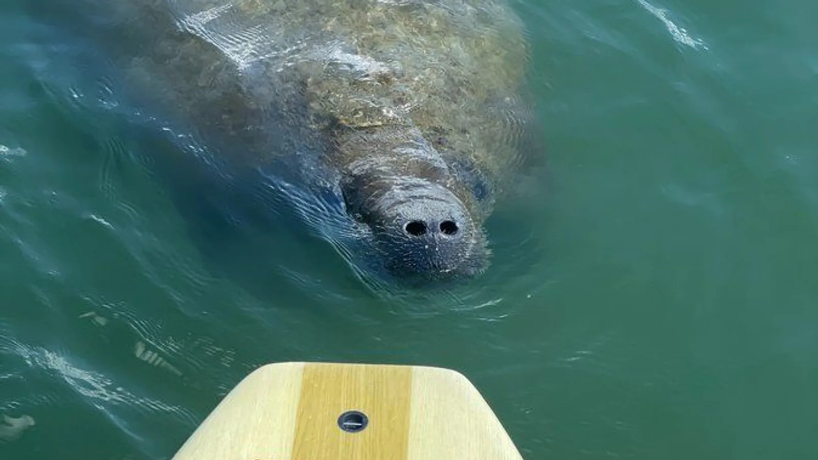 Port Canaveral Kayak Tour: Dolphins and Manatees Near Cruise Port excursion