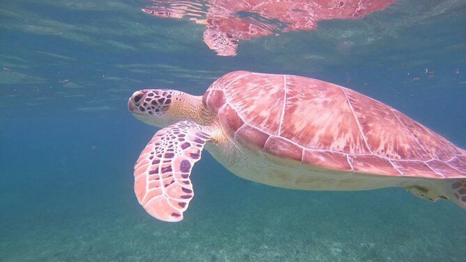 Costa Maya, snorkeling on the reef with fish, looking for turtles excursion