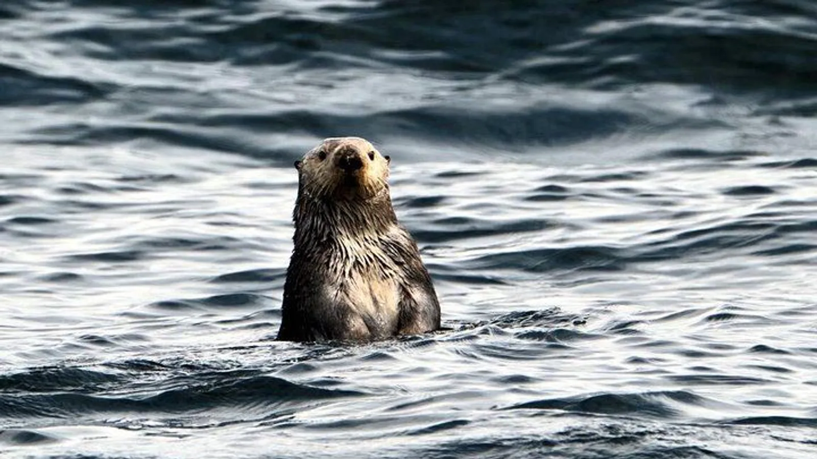 Experience Incredible Marine Wildlife Tour excursion