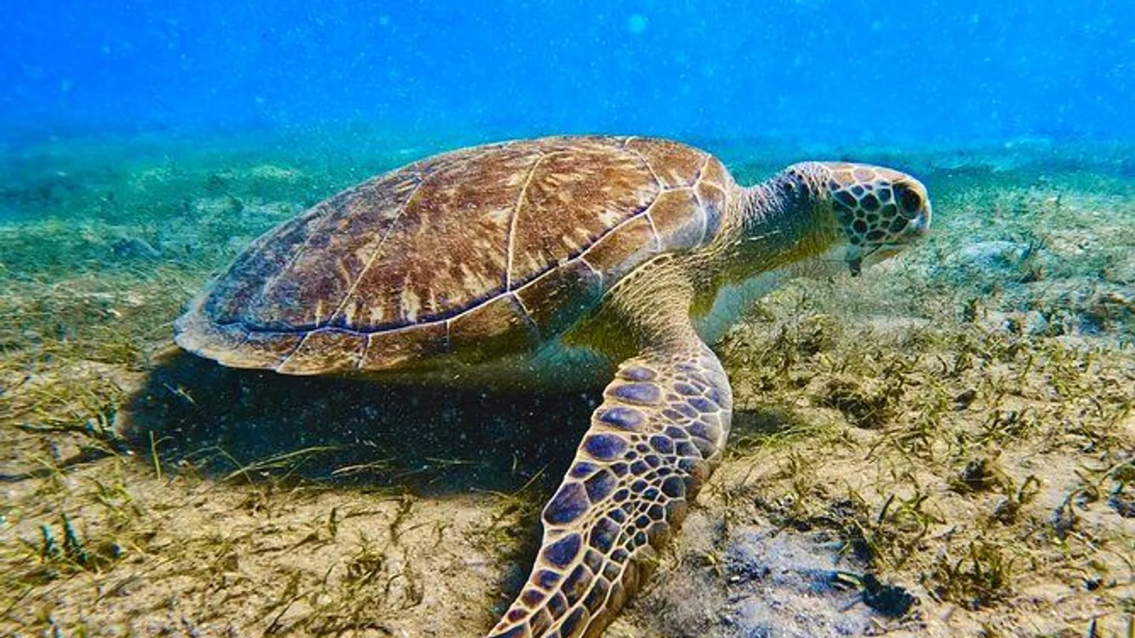 Guided Snorkel Tour Phil Foster Park (HIGH TIDE ONLY-FREE VIDEOS) excursion
