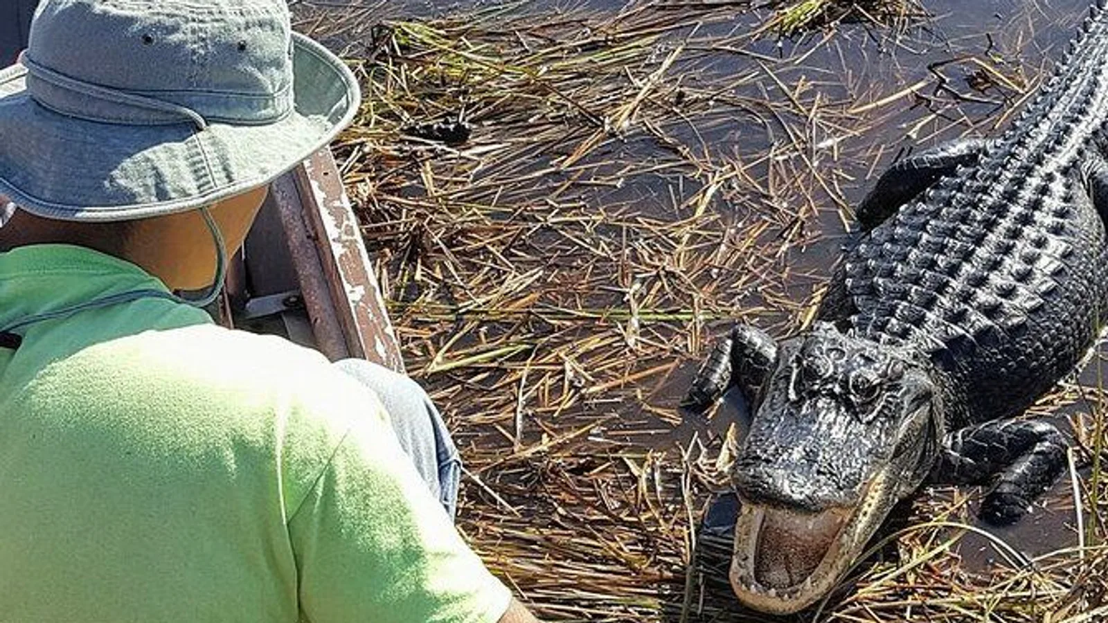 Half-day Everglades National Park Tour and 1-Hour Air Boat Ride excursion