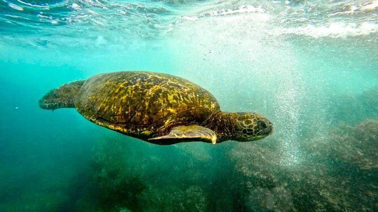 San Juan Guided Turtle Snorkel Tour and Complimentary Videos excursion