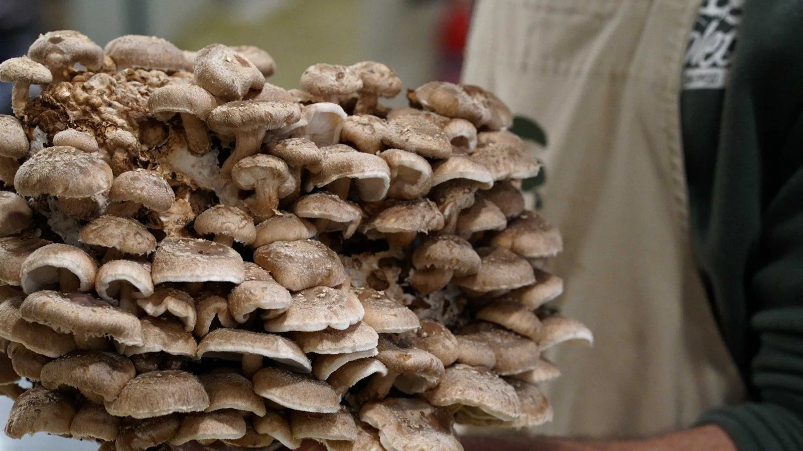 From cultivation to dish: Guided tour and mushroom tasting excursion