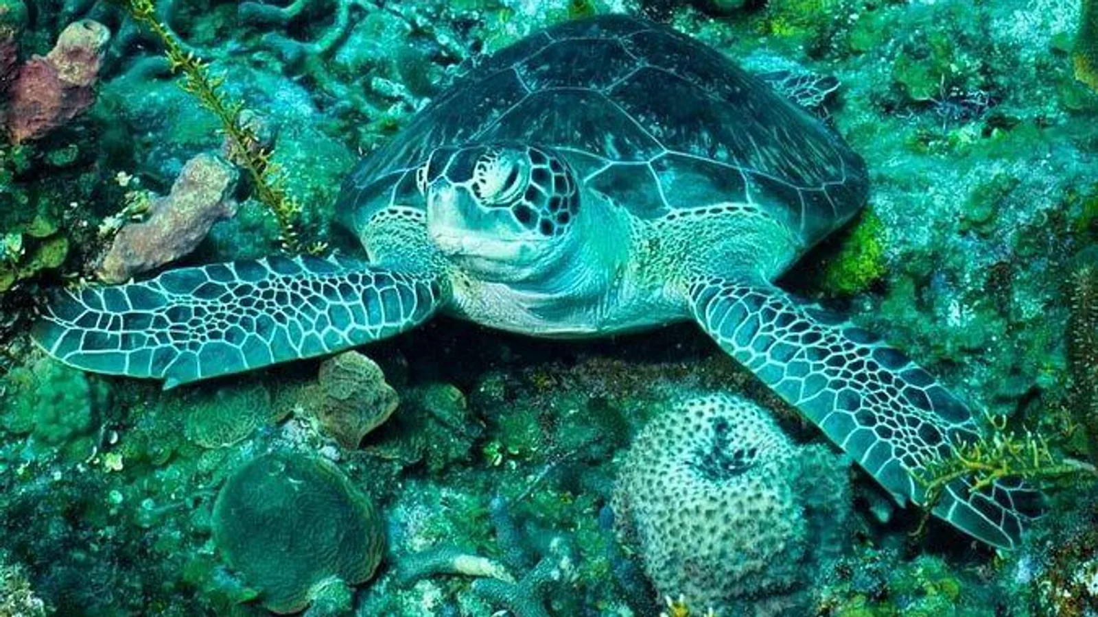 Best of Roatan Private Land and Sea Tour excursion