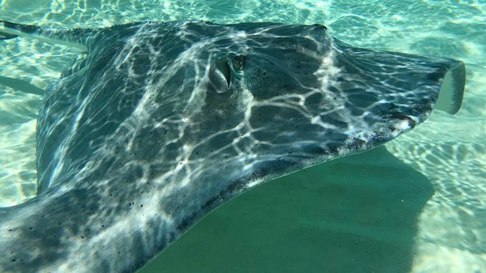 Private Half-Day Stingray City, Snorkeling and Starfish Beach Tour excursion