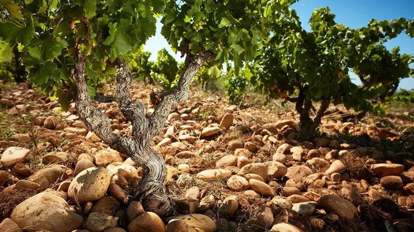 Wine Tasting Tour at Châteauneuf du Pape excursion