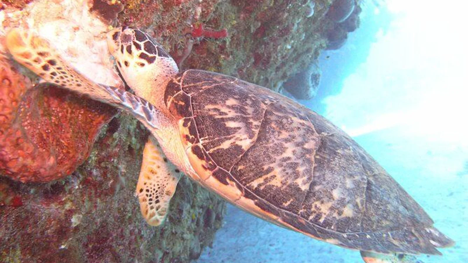 Stingray Sandbar, Snorkeling, and Starfish Point excursion
