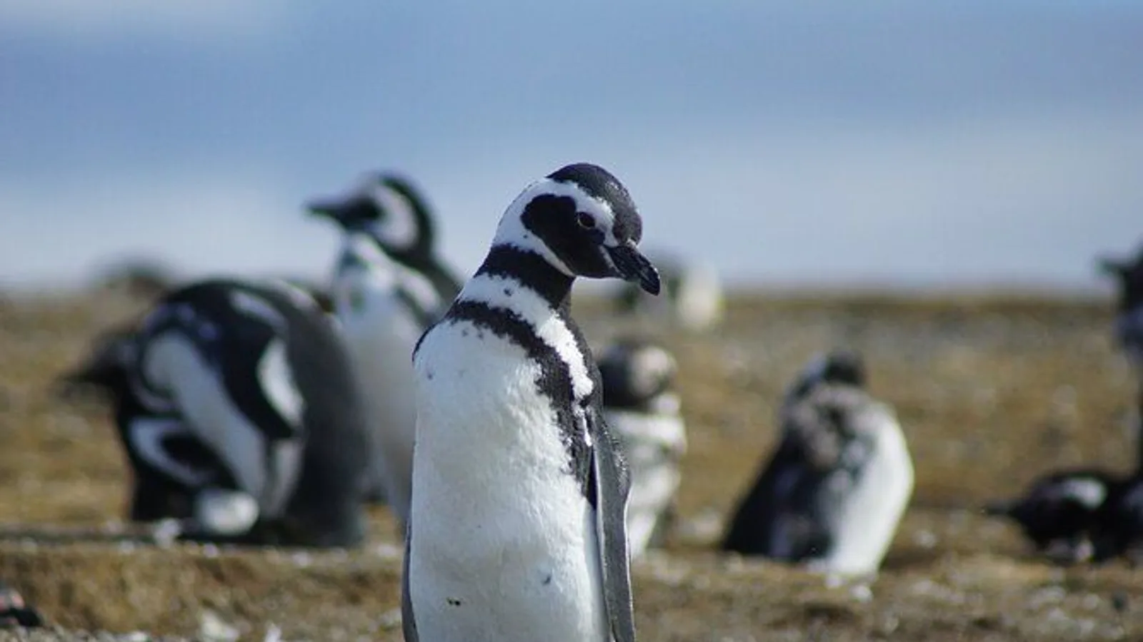 Beagle Channel Navigation to Martillo Island Penguins excursion