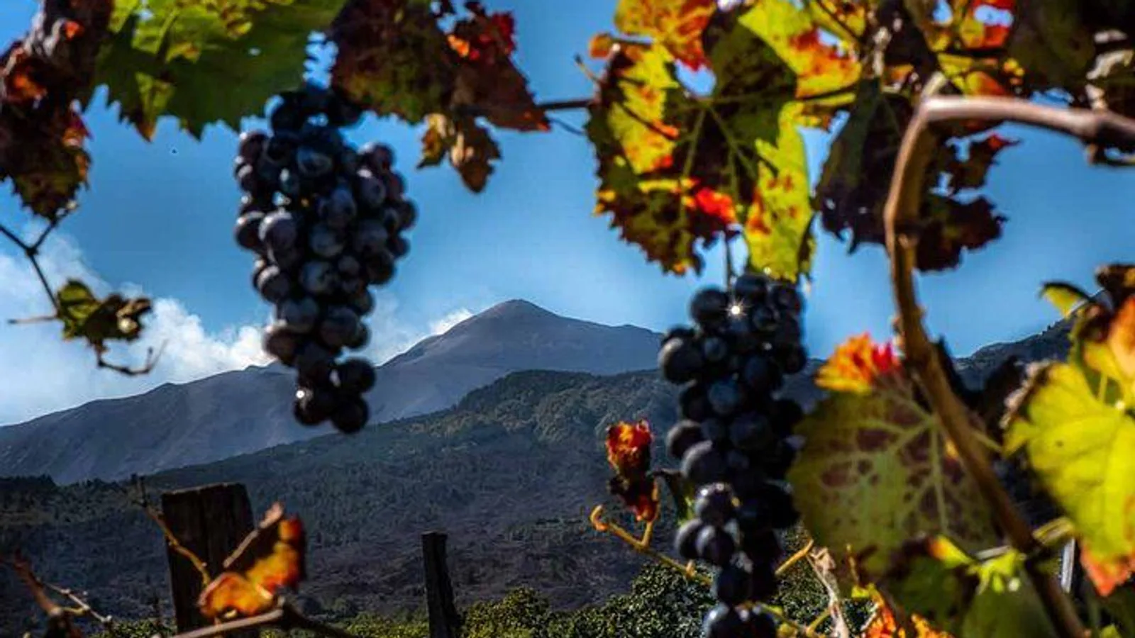 Etna and Wine an experience between nature and aromas with taste. excursion