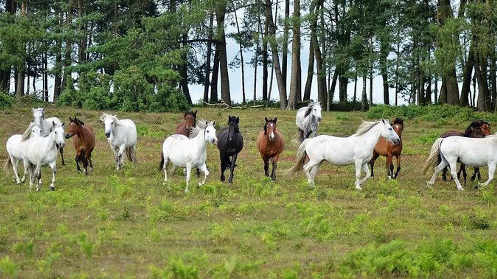 New Forest & Salisbury Day Tour from Southampton excursion