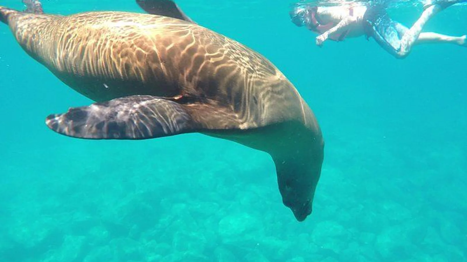 Espíritu Santo Sea Lions and Balandra Tour excursion