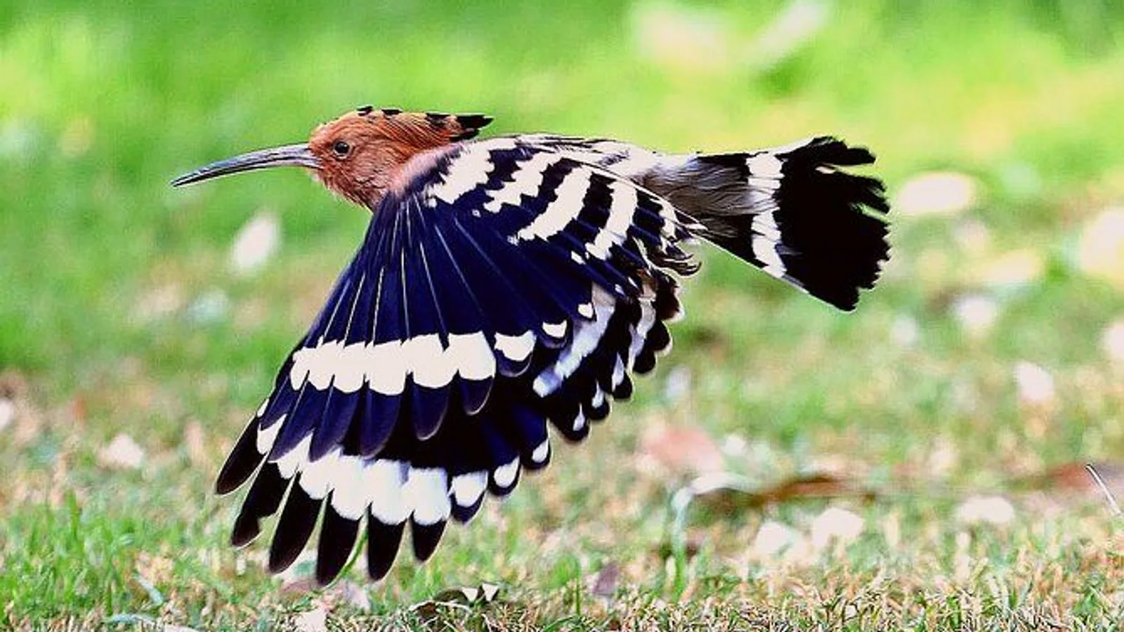 Private Half-Day Bird Watching Tour in Aswan excursion