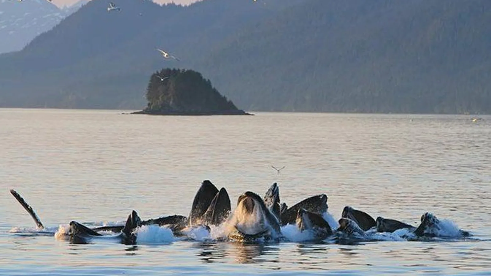 Ultimate Juneau Whale Watch excursion