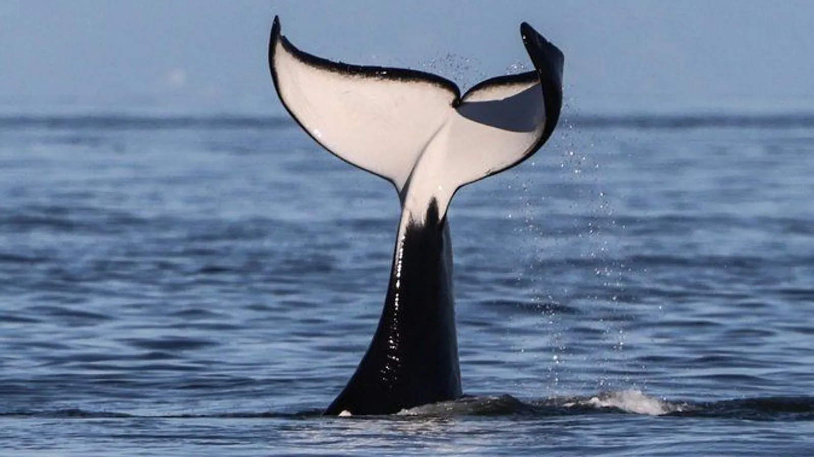 Victoria Half-Day Whale Watching Adventure with Free Photos excursion