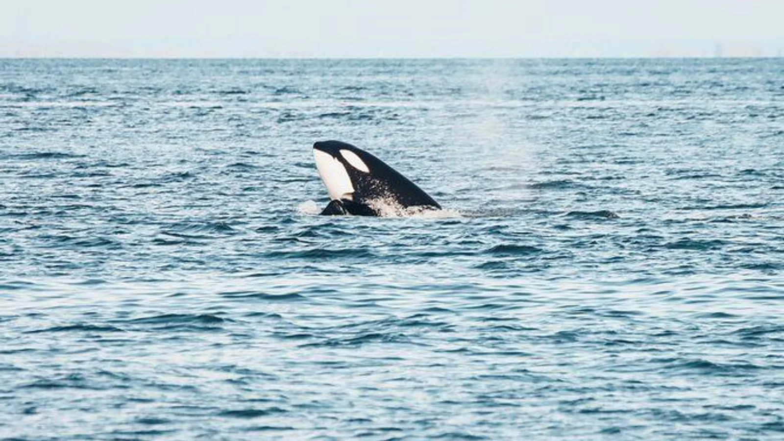 Vancouver Half-Day Whale Watching Adventure with Free Photos excursion