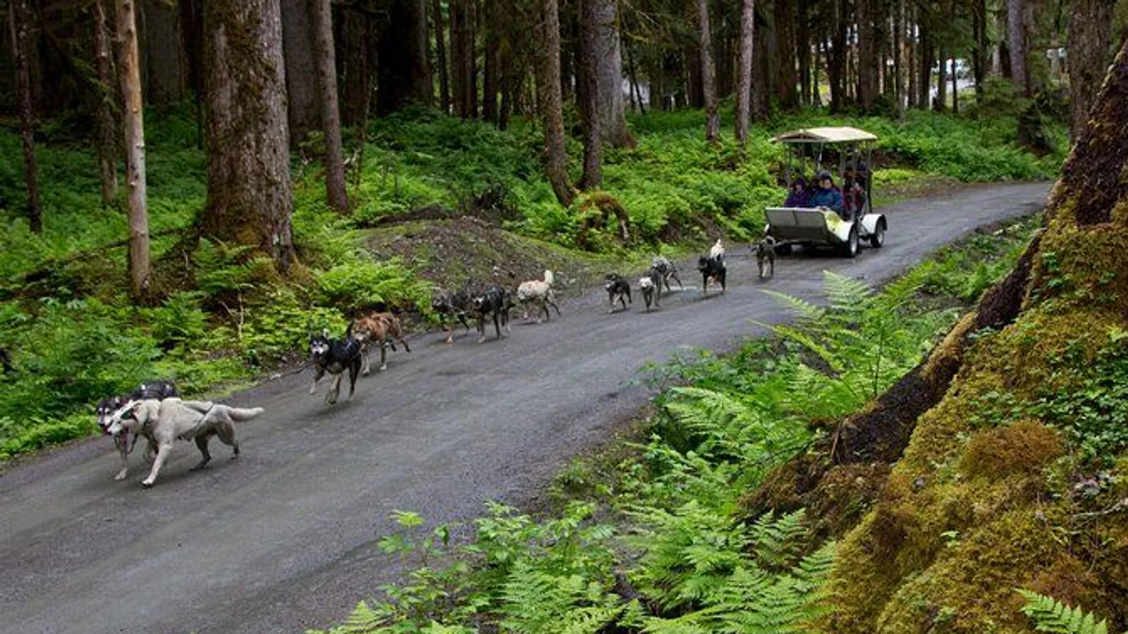 Musher's Camp and Sled Dog Discovery in Juneau excursion