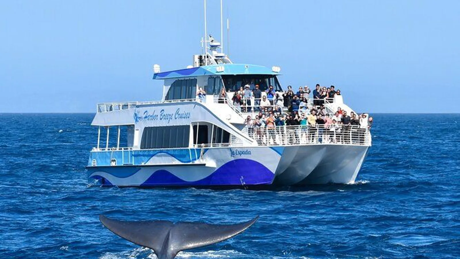 Guided Whale Watching Tour from Long Beach excursion