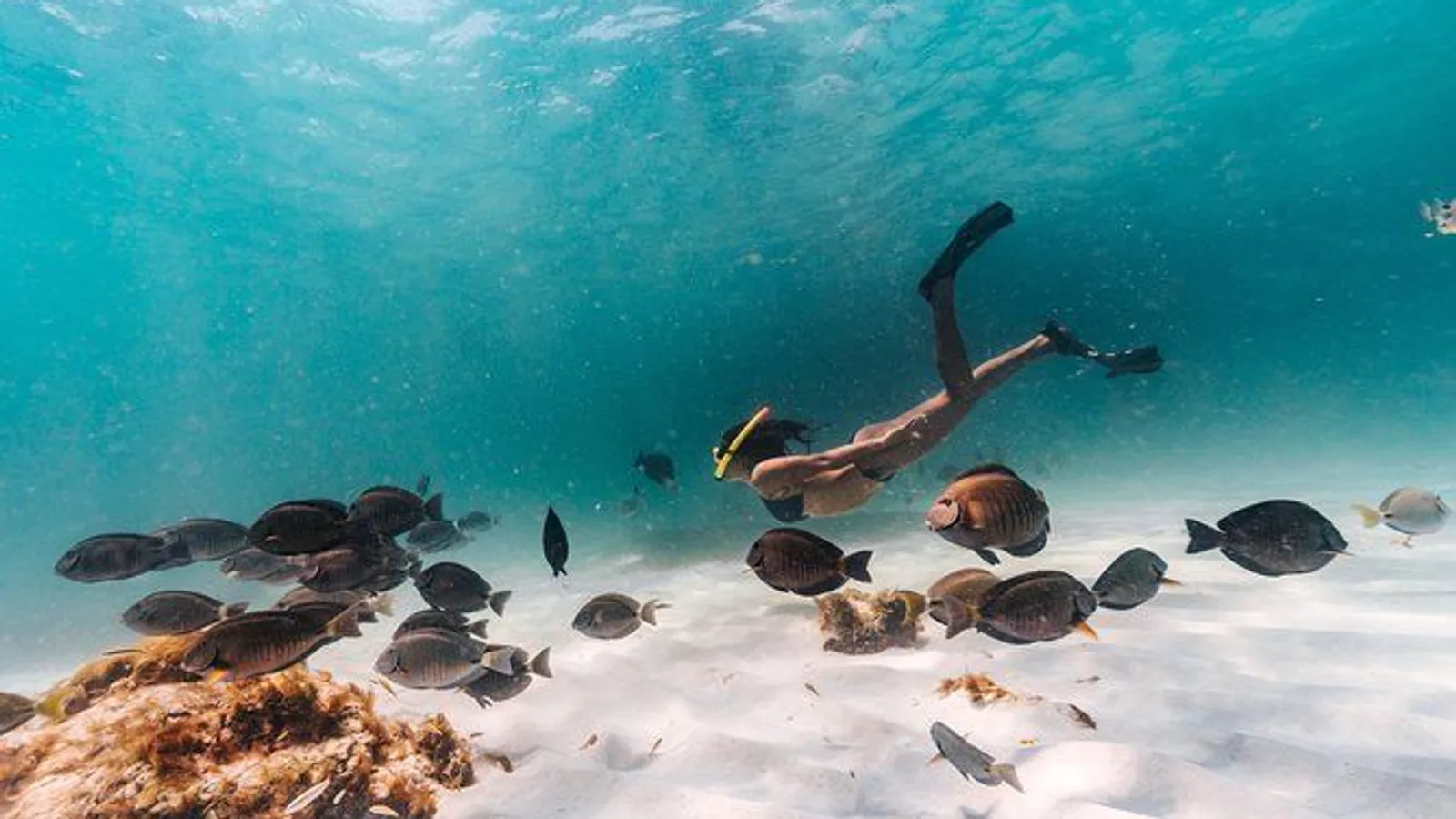 Iconic Aruba Sail and Snorkel Experience excursion