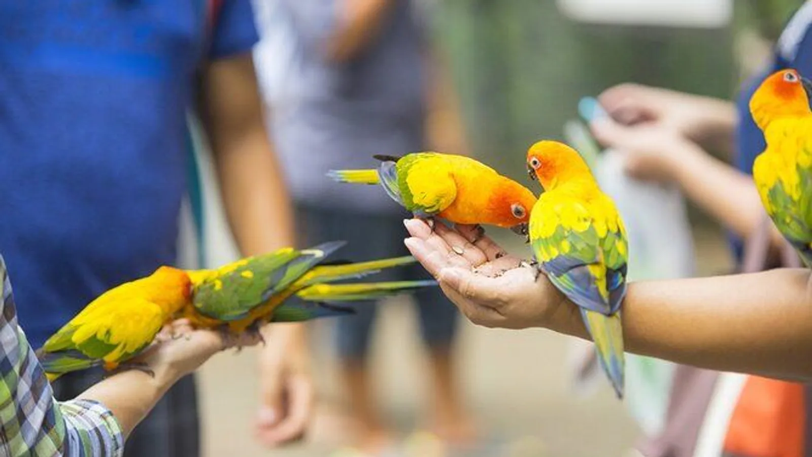 Colorful Species Of Birds excursion