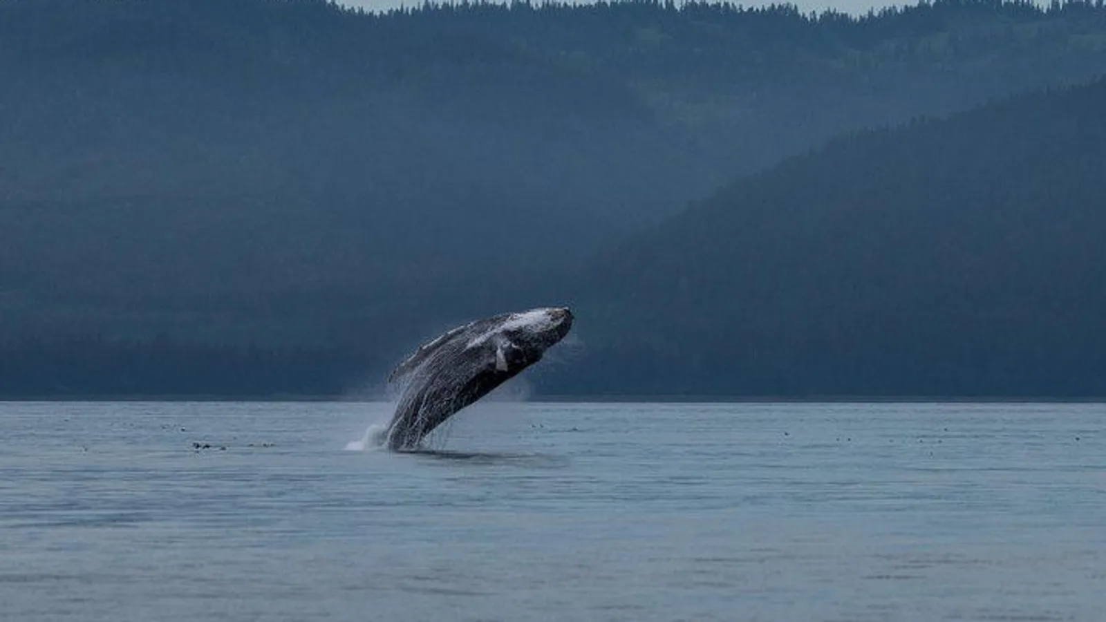 Hoonah Whale Tours in Icy Strait excursion