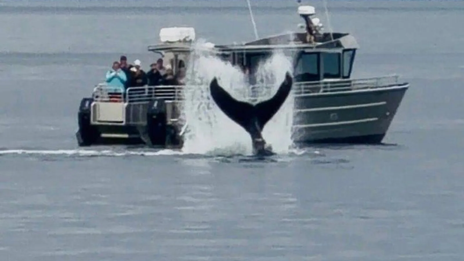 14 passenger Whale Watching Tours in Icy Strait aka Hoonah AK excursion