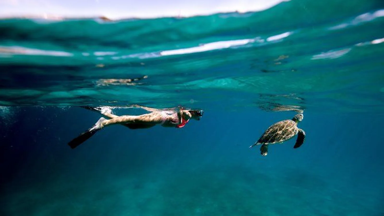 Turtle Cove Catamaran Snorkel and Sail at Little Buck Island STT excursion
