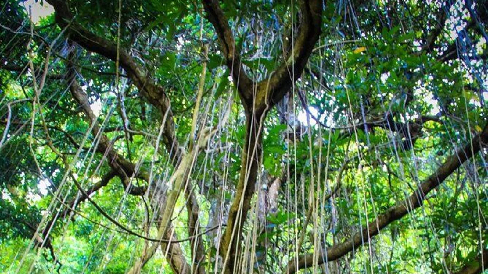 St. Kitts Rainforest Tour excursion
