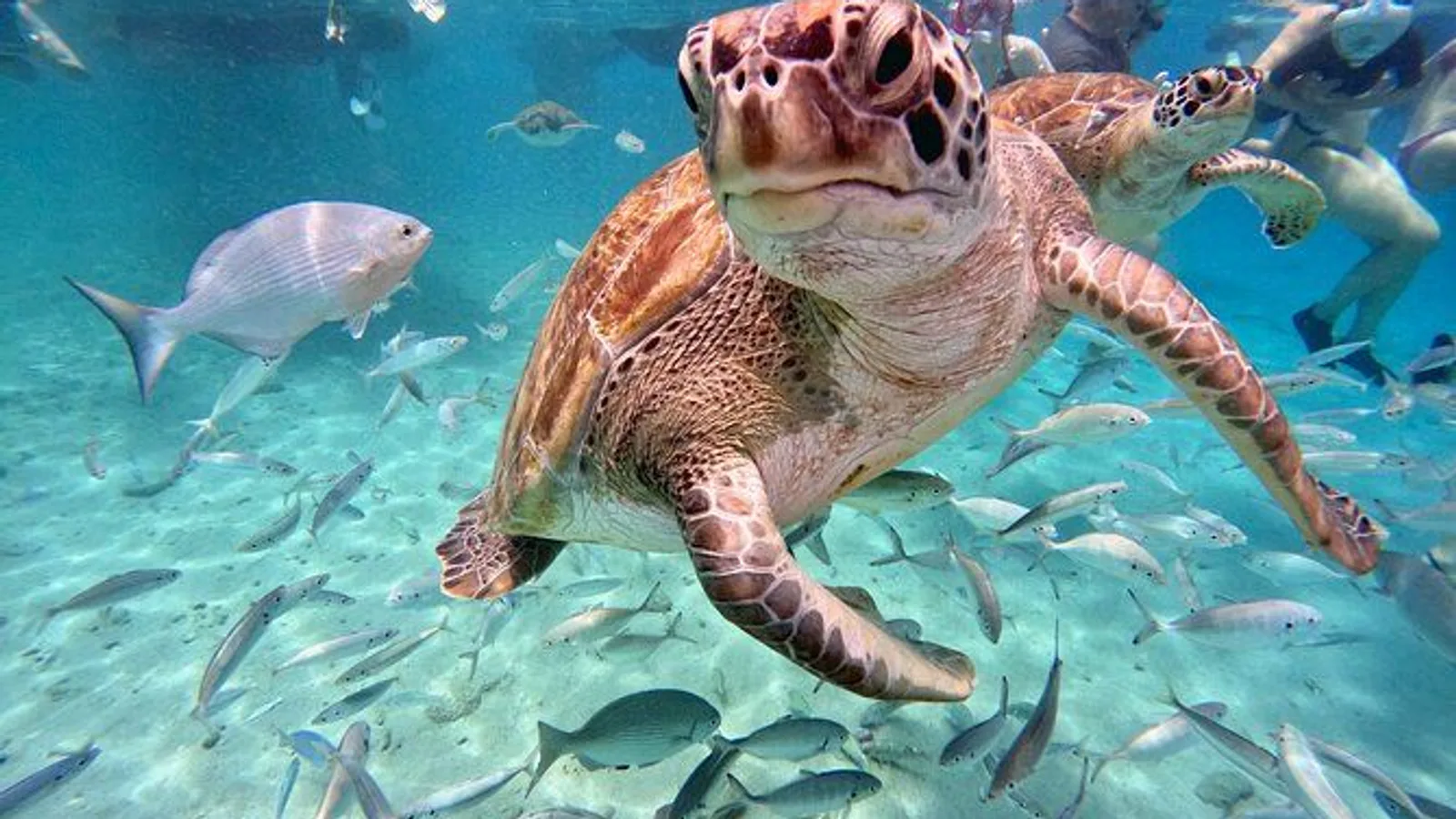 Unforgettable Sea Turtle Swim and Grote Knip Beach Escape excursion