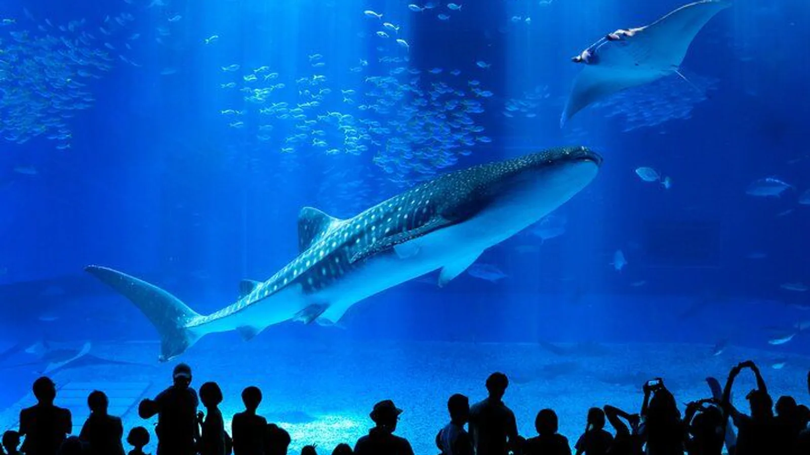 Okinawa HIP-HOP BUS B - 1 Course Tour (Okinawa Churaumi Aquarium) excursion
